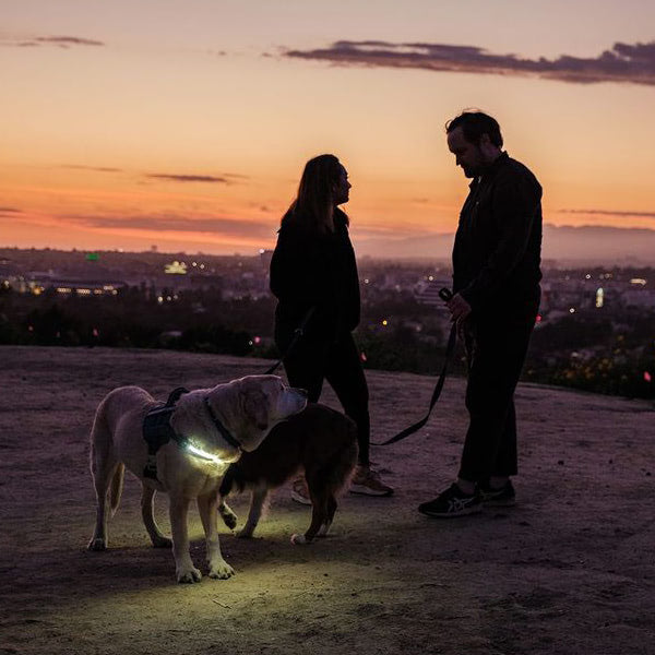 Pet dog enjoying a walk with the Lumi illuminated harness lighting the way.